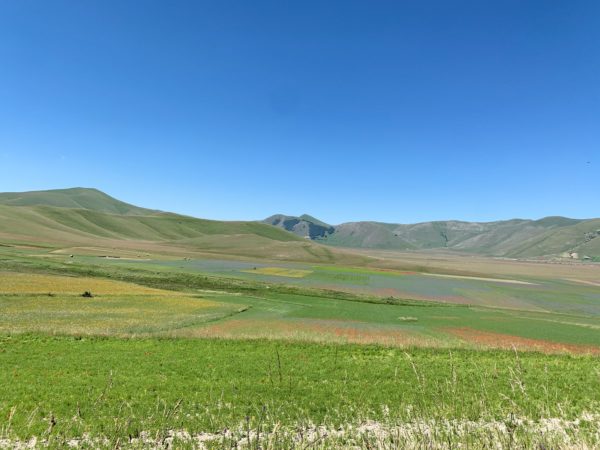 Fioritura - Castelluccio di Norcia - Umbria