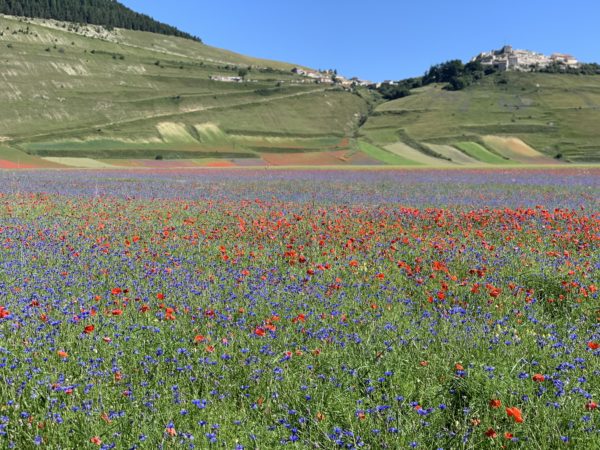 Fioritura - Castelluccio di Norcia - Umbria