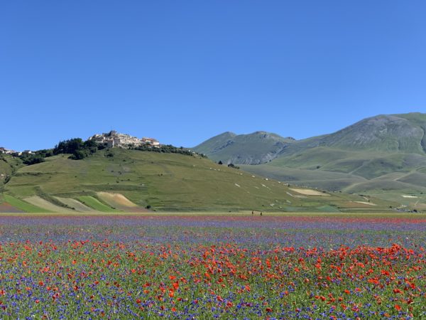 Fioritura - Castelluccio di Norcia - Umbria