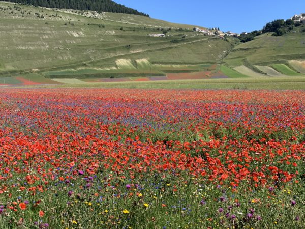 Fioritura - Castelluccio di Norcia - Umbria