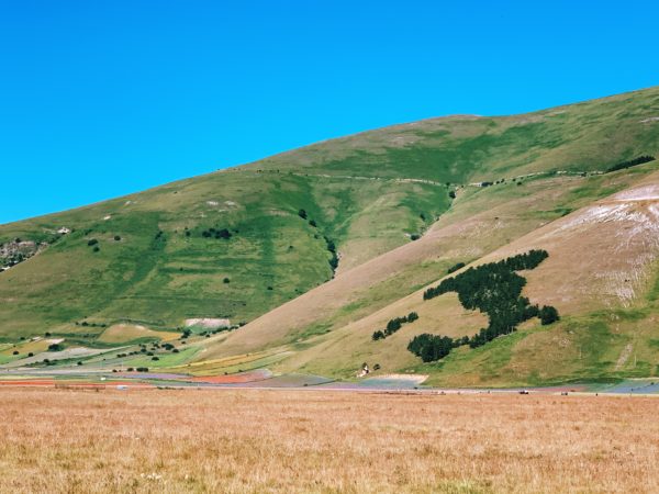 Fioritura - Castelluccio di Norcia - Umbria