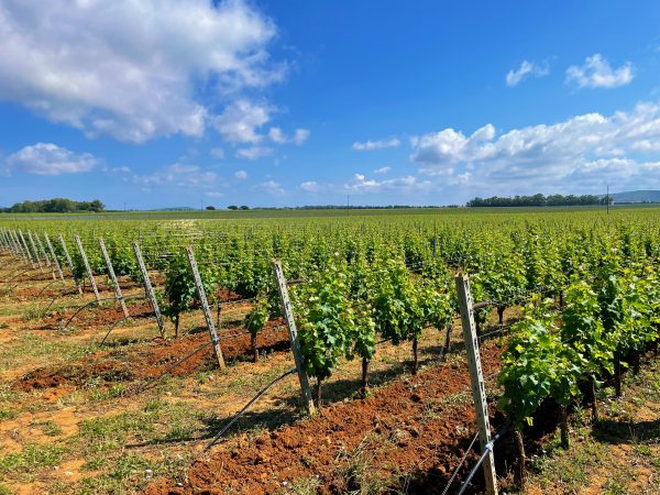 Tenuta Sella e Mosca - Alghero - Sardegna