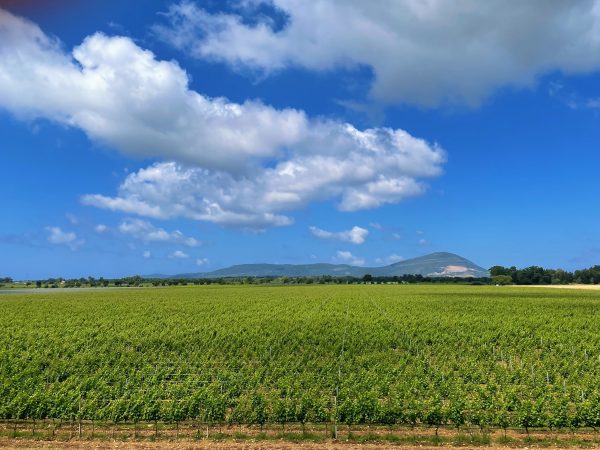 Tenuta Sella e Mosca - Alghero - Sardegna