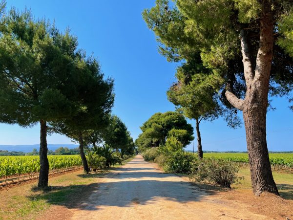 Tenuta Sella e Mosca - Alghero - Sardegna