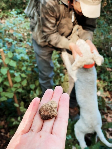 Savini Truffle Experience - Forcoli - Toscana